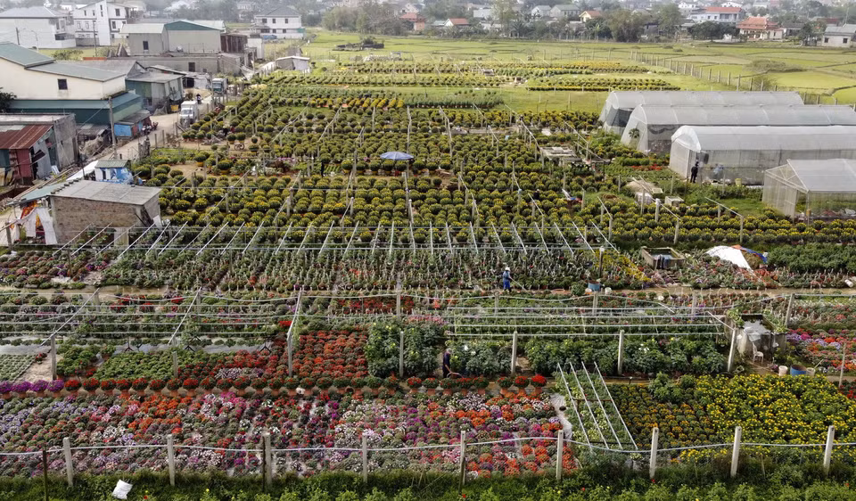 Làng hoa An Lạc, phường Đông Giang, thành phố Đông Hà, là nơi trồng hoa với diện tích lớn nhất Quảng Trị(Ảnh: Hồ Cầu/TTXVN)