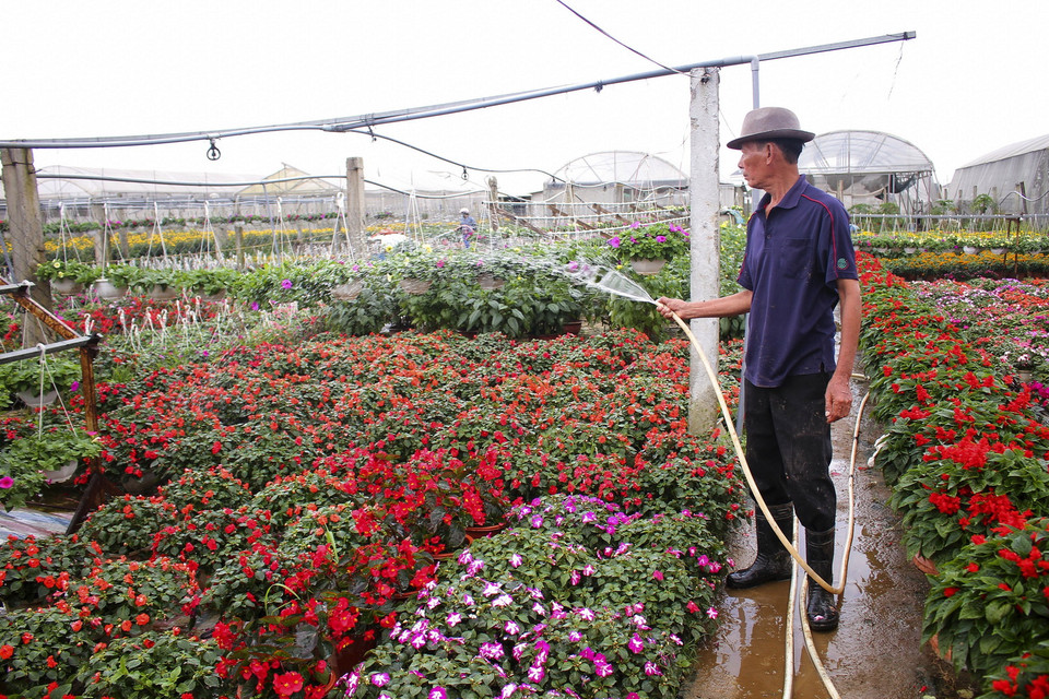 Làng hoa An Lạc, phường Đông Giang, thành phố Đông Hà, là nơi trồng hoa với diện tích lớn nhất Quảng Trị(Ảnh: Hồ Cầu/TTXVN)