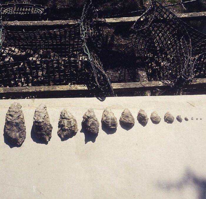 Sự phát triển của một con hà. Trên thực tế trông chúng giống như những viên đá từ nhỏ đến lớn. (Nguồn: Boredpanda)