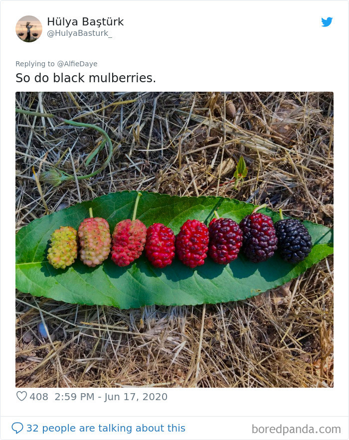 Những quả dâu tằm như bảng pha màu. (Nguồn: Boredpanda)