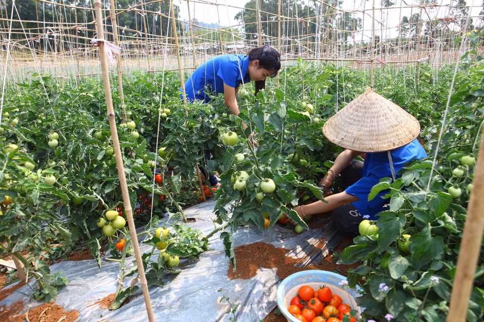 Nhờ các chính sách, chương trình hỗ trợ của Chính phủ nói chung và tỉnh Sơn La nói riêng, cũng như việc ứng dụng công nghệ cao và thực hiện chuyển đổi cơ cấu cây trồng trên đất dốc, ngành nông nghiệp tỉnh Sơn La đã đạt nhiều kết quả tích cực. (Ảnh: Hữu Quyết/TTXVN)