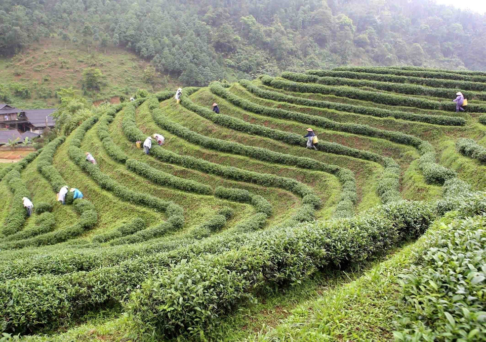 Công ty TNHH sản xuất chè PELOYEN, xã Bằng Phúc, huyện Chợ Đồn, tỉnh Bắc Kạn tạo việc làm ổn định cho hơn 200 lao động tại địa phương. (Ảnh: Vũ Sinh/TTXVN)