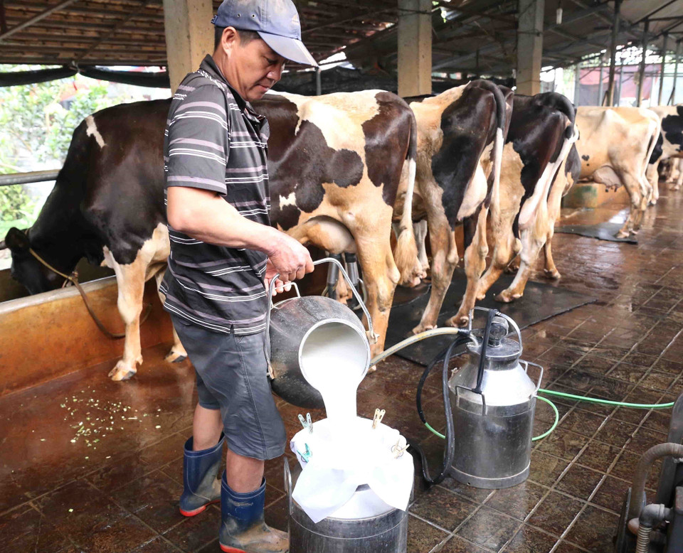 Gia đình anh Khuất Anh Tuấn ở thôn Xuân Chiên, xã Vĩnh Ninh, huyện Vĩnh Tường, tỉnh Vĩnh Phúc đầu tư chuồng trại nuôi 30 con bò sữa, mỗi tháng cung cấp cho Công ty Cổ phần Sữa Việt Nam (Vinamilk) gần 5.000 kg sữa tươi, thu nhập hơn 60 triệu đồng. (Ảnh: Vũ Sinh/TTXVN)