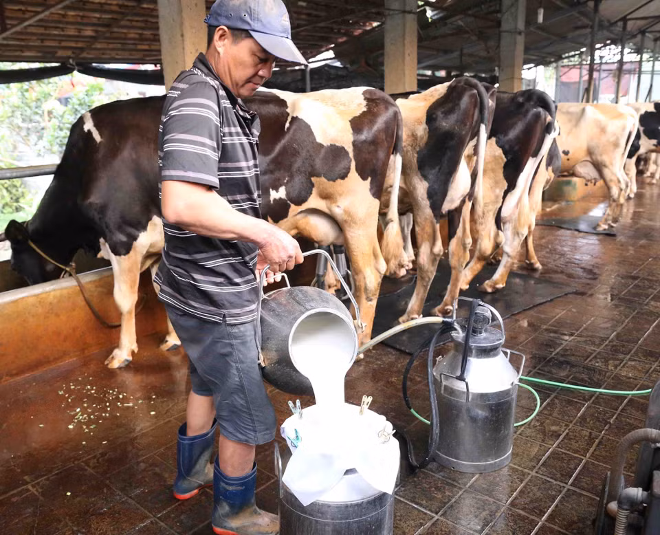 Gia đình anh Khuất Anh Tuấn ở thôn Xuân Chiên, xã Vĩnh Ninh, huyện Vĩnh Tường, tỉnh Vĩnh Phúc đầu tư chuồng trại nuôi 30 con bò sữa, mỗi tháng cung cấp cho Công ty Cổ phần Sữa Việt Nam (Vinamilk) gần 5.000 kg sữa tươi, thu nhập hơn 60 triệu đồng. (Ảnh: Vũ Sinh/TTXVN)