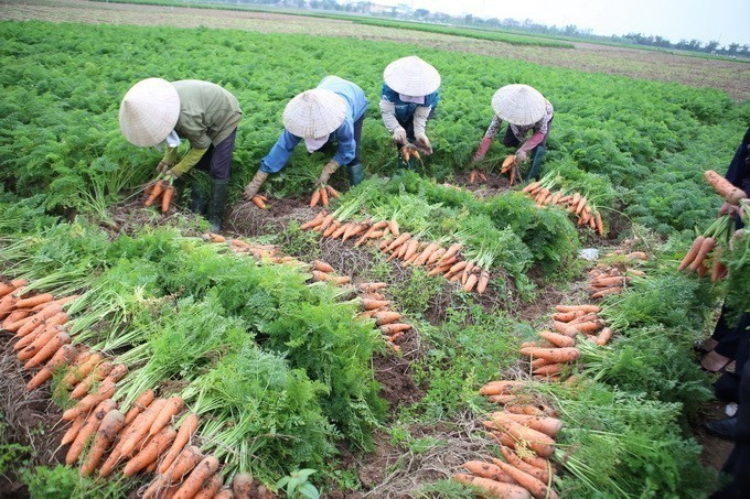  Vùng chuyên canh cà rốt tại huyện Cẩm Giàng, tỉnh Hải Dương. (Ảnh: Vũ Sinh/TTXVN)