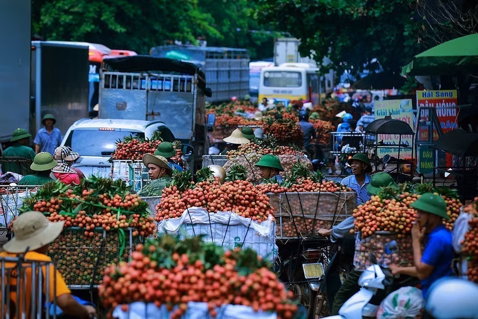 Sản xuất hàng mây tre đan xuất khẩu tại Công ty TNHH xuất nhập khẩu Phú Tuấn, xã Phú Túc, huyện Phú Xuyên, Hà Nội. (Ảnh: Trần Việt / TTXVN)