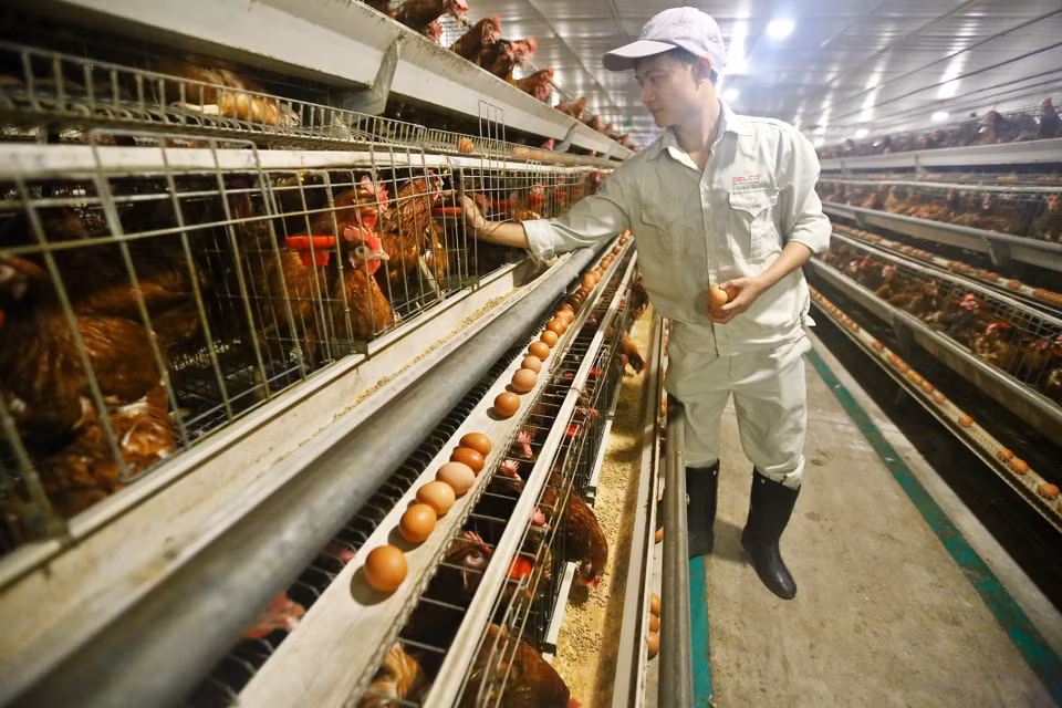 Mô hình trang trại thông minh Delco Farm (xã Nguyệt Đức, huyện Thuận Thành, tỉnh Bắc Ninh) được xây dựng và thiết kế theo tiêu chuẩn công nghệ cao với hệ thống nuôi trồng đều được quản lý tự động bằng phần mềm máy tính, hạn chế đến mức thấp nhất sức lao động của con người, đồng thời đảm bảo chất lượng các sản phẩm ở mức cao đạt tiêu chuẩn cho phép. Sản phẩm do trang trại sản xuất đều có mã truy xuất nguồn gốc (QR code) để kiểm tra xuất xứ và quy trình sản xuất theo tiêu chuẩn VietGAP. (Ảnh: Minh Quyết/TTXVN)