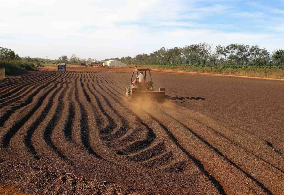 Sản phẩm nho thương hiệu Nho Ba Mọi của Doanh nghiệp tư nhân Sản xuất/Thương mại/Dịch vụ Ba Mọi nổi tiếng khắp cả nước (Ninh Thuận). (Ảnh: Danh Lam/TTXVN)
