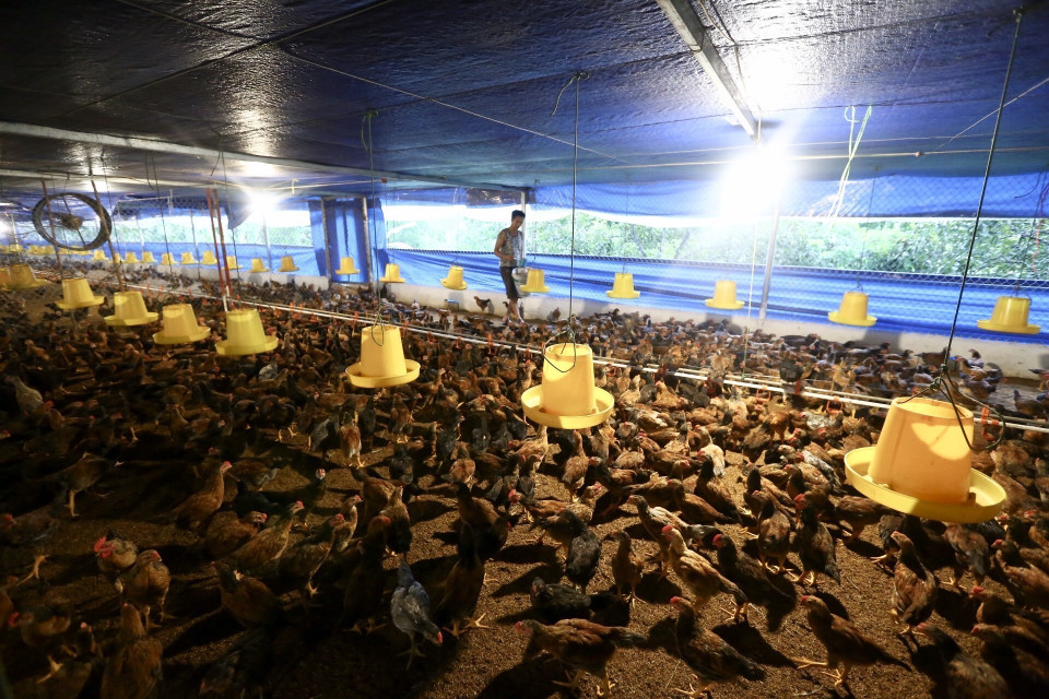 Nhờ tăng trưởng nhanh, nông nghiệp cung ứng đủ lương thực, thực phẩm, giúp đảm bảo an ninh lương thực và ổn định kinh tế / xã hội. Trong ảnh: Nông dân Thừa Thiên/Huế thu hoạch lúa vụ Hè Thu 2019 trên cánh đồng mẫu lớn. (Ảnh: Hồ Cầu/TTXVN)