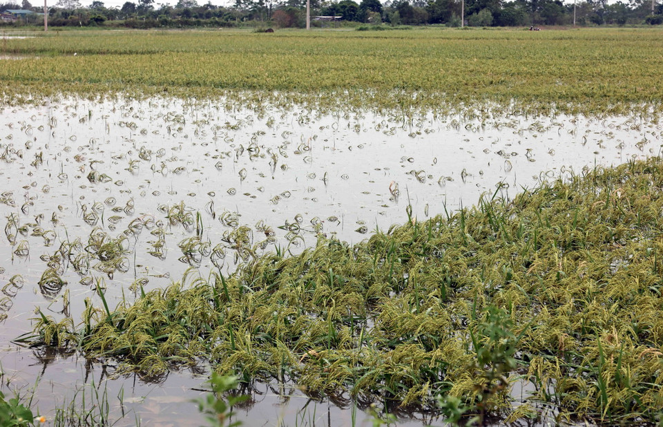 Nhiều diện tích lúa ở xã Ninh Sở bị ngập nước. (Ảnh: Trần Việt/TTXVN)