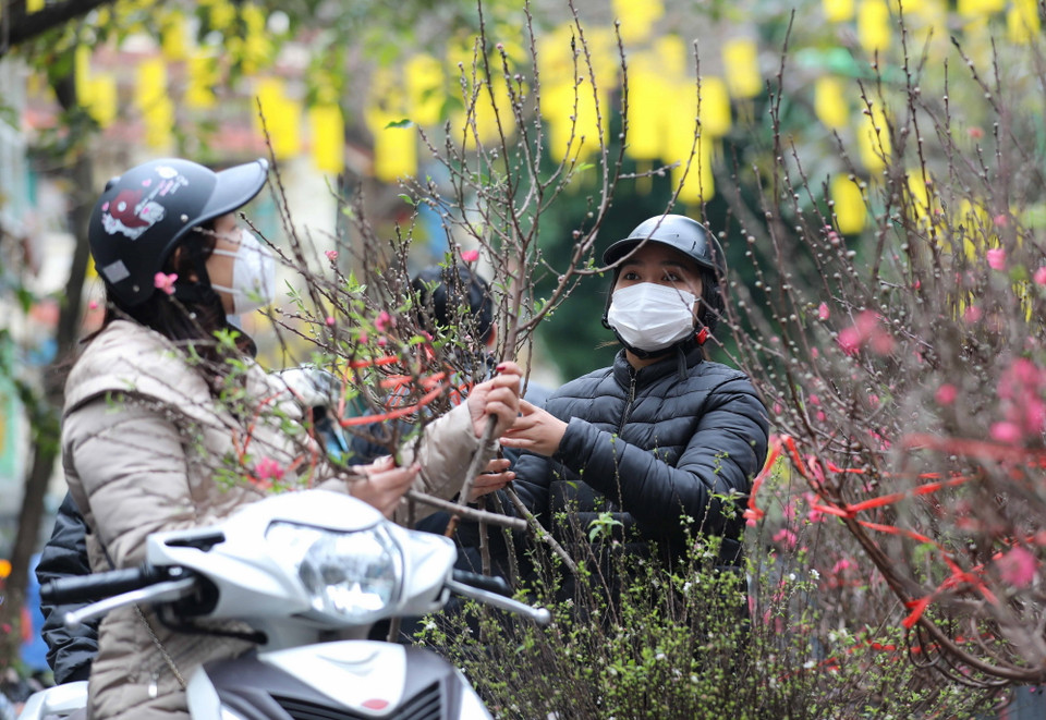 Người dân chọn mua hoa đào về chơi Tết. (Ảnh: Thanh Tùng/TTXVN)