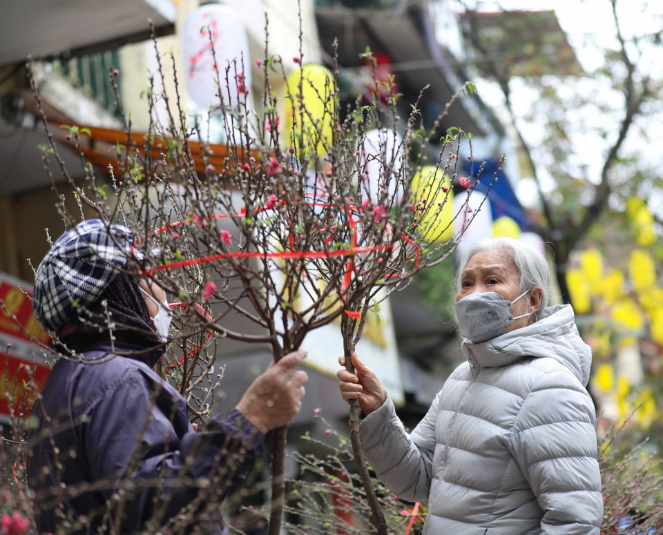 Người dân chọn mua hoa đào về chơi Tết. (Ảnh: Thanh Tùng/TTXVN)