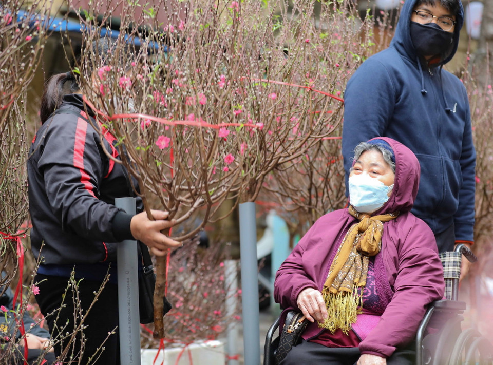 Người dân chọn mua hoa đào về chơi Tết. (Ảnh: Thanh Tùng/TTXVN)