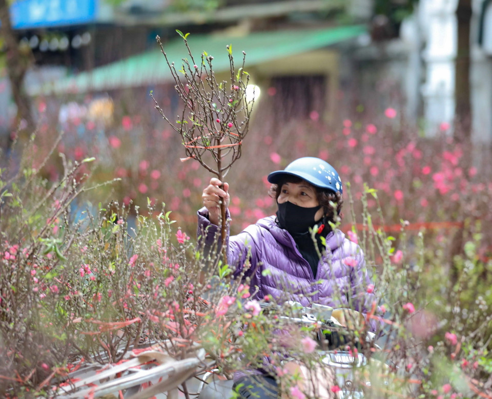 Tiết trời lạnh nhưng khô ráo, thuận lợi để người dân đến chợ hoa truyền thống Hàng Lược sắm hoa Tết. (Ảnh: Thanh Tùng/TTXVN)