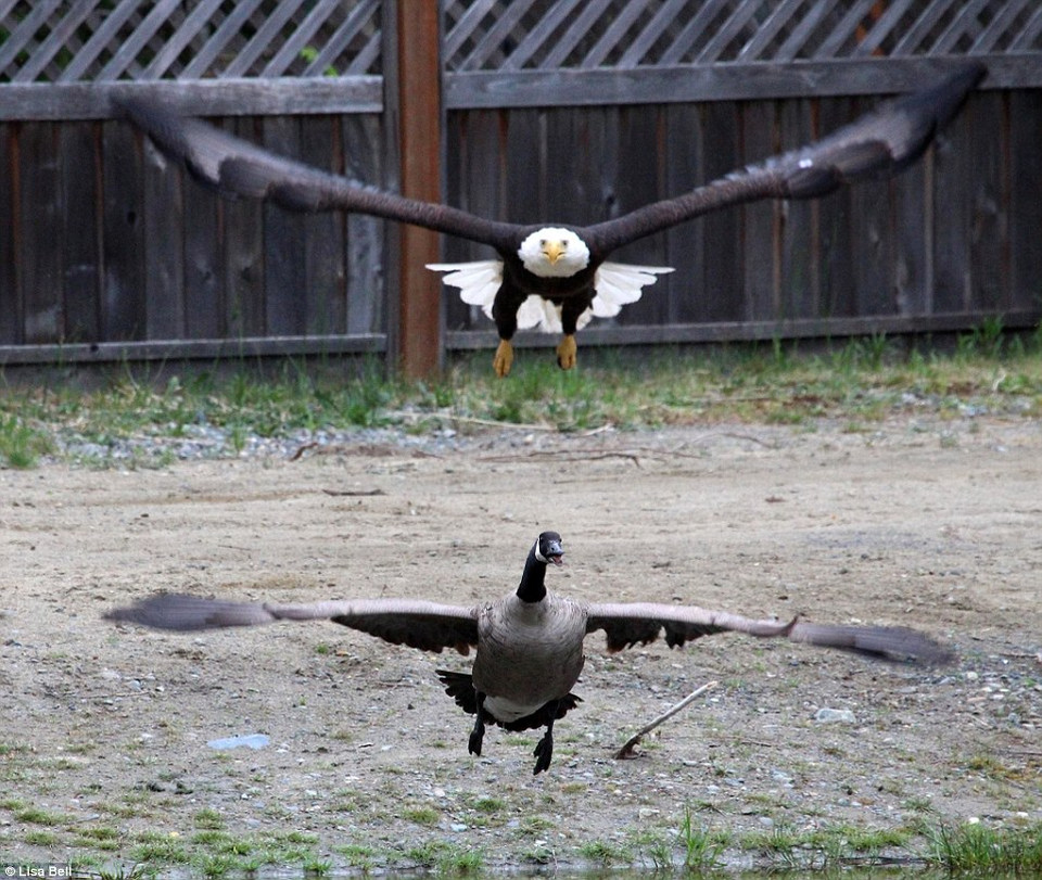 Khi tất cả đều nghĩ rằng chú ngỗng sẽ trở thành miếng mồi ngon cho đại bàng thì nó bất ngờ vùng dậy bỏ chạy. (Nguồn: Daily Mail)