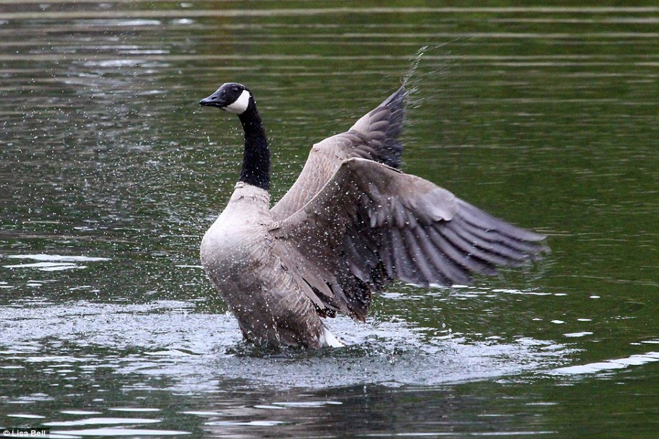  Con đại bàng đứng trên bờ khoảng 20 phút trước khi bỏ đi. (Nguồn: Daily Mail)