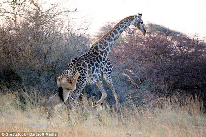 Sau một vài phút, con hươu cao cổ đã phải khuất phục. (Nguồn: Barcroft Media)