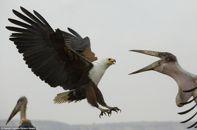 Chú cò bình tĩnh dùng mỏ để uy hiếp con đại bàng. (Nguồn: Solent News)