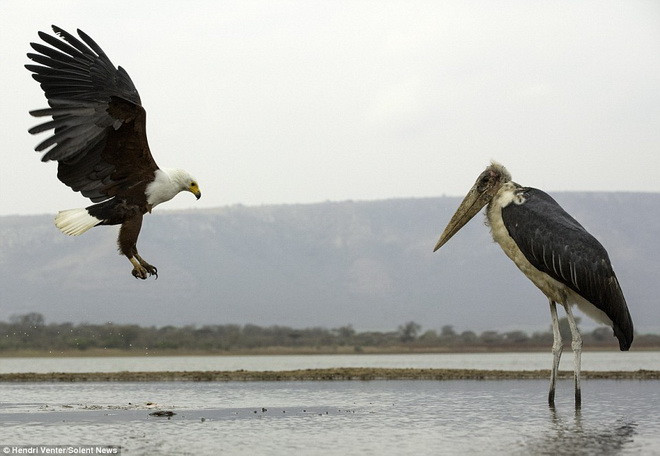 Nhận thấy con cò đang bắt cá dưới hồ, chú chim đại bàng đã lao tới. (Nguồn: Solent News)