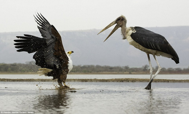Chú đại bàng cố gắng thể hiện sức mạnh. (Nguồn: Solent News)