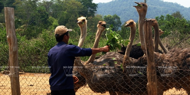 Chăm sóc đà điểu, phục vụ du khách khám phá thế giới tự nhiên ở Khu du lịch sinh thái Rừng Madagui. (Nguồn: Nguyễn Vũ Thành Đạt/Báo ảnh Việt Nam)