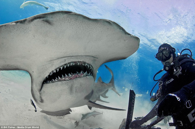 Con cá mập tỏ ra khá hung dữ với hàm răng sắc nhọn. (Nguồn: Daily Mail)