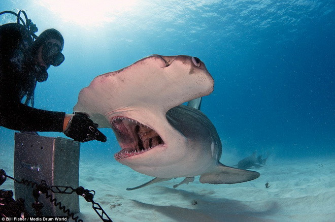 Joe không hề sợ hãi và thậm chí còn vuốt ve con cá mập. (Nguồn: Daily Mail)