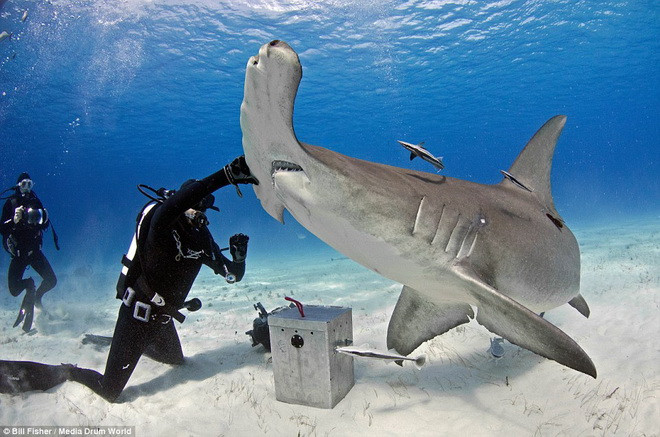 Joe đã sử dụng cá mồi để thuần hóa chú cá mập. (Nguồn: Daily Mail)