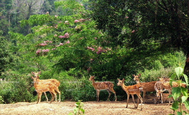 Những chú hươu trong Khu du lịch sinh thái Rừng Madagui. (Nguồn: Nguyễn Vũ Thành Đạt/Báo ảnh Việt Nam)