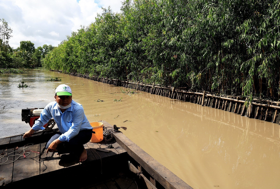 Mô hình kè sinh thái trồng cây tràm tại ấp Tân Phú A, xã Tân Bình, huyện Phụng Hiệp (Hậu Giang). (Ảnh: Hồng Đạt/TTXVN)