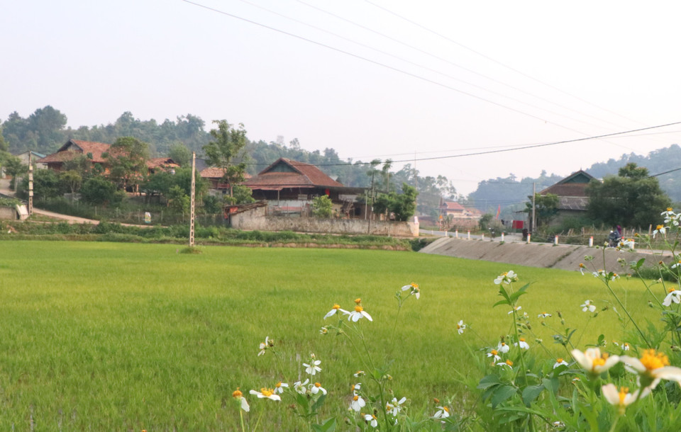 Sản xuất kinh tế gắn kết mật thiết với trồng trọt, chăn nuôi nên người Thái định cư, lập bản gần khu vực có ruộng nước màu mỡ, trù phú, gần sông suối. (Ảnh: Xuân Tiến/TTXVN)