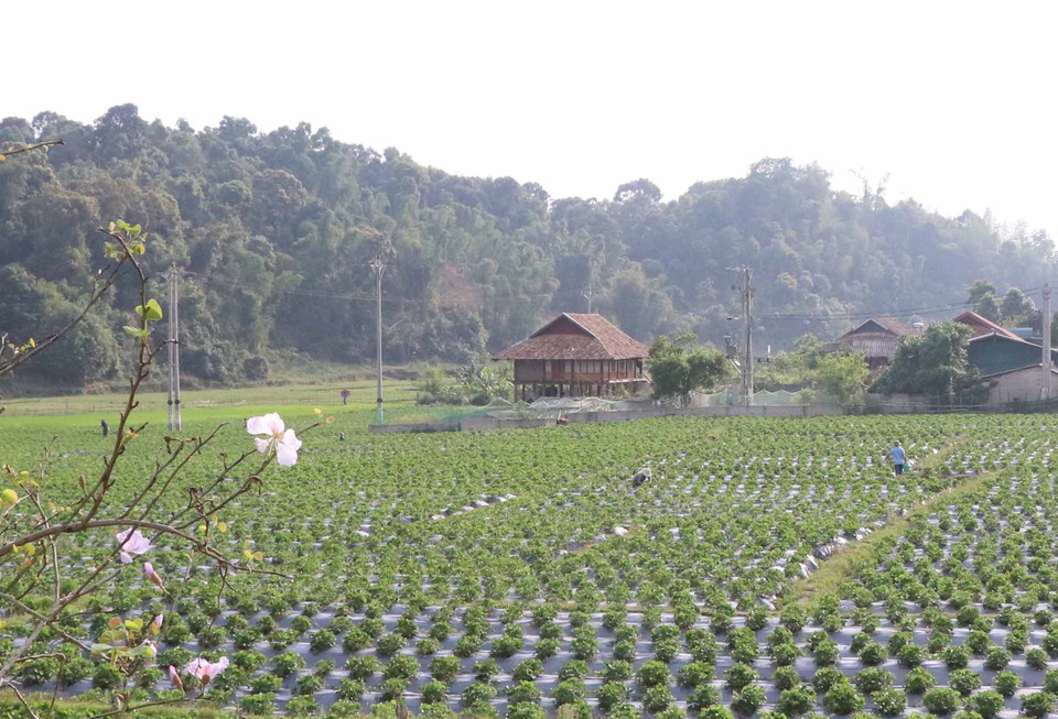 Bản làng của đồng bào Thái ở bản Phăng (xã Mường Phăng, thành phố Điện Biên Phủ, tỉnh Điện Biên) với đặc trưng là những ngôi nhà sàn truyền thống nằm yên bình bên cánh đồng trồng dâu tây Hana. (Ảnh: Xuân Tiến/TTXVN)