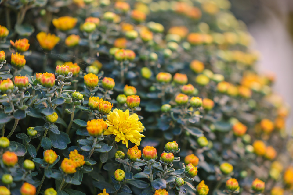 Rực rỡ sắc vàng tại thủ phủ hoa Tết ở Sa Đéc. (Nguồn: Vietnam+)