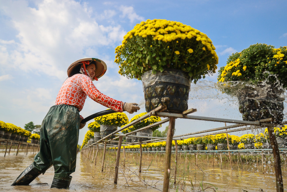 Rực rỡ sắc vàng tại thủ phủ hoa Tết ở Sa Đéc. (Nguồn: Vietnam+)