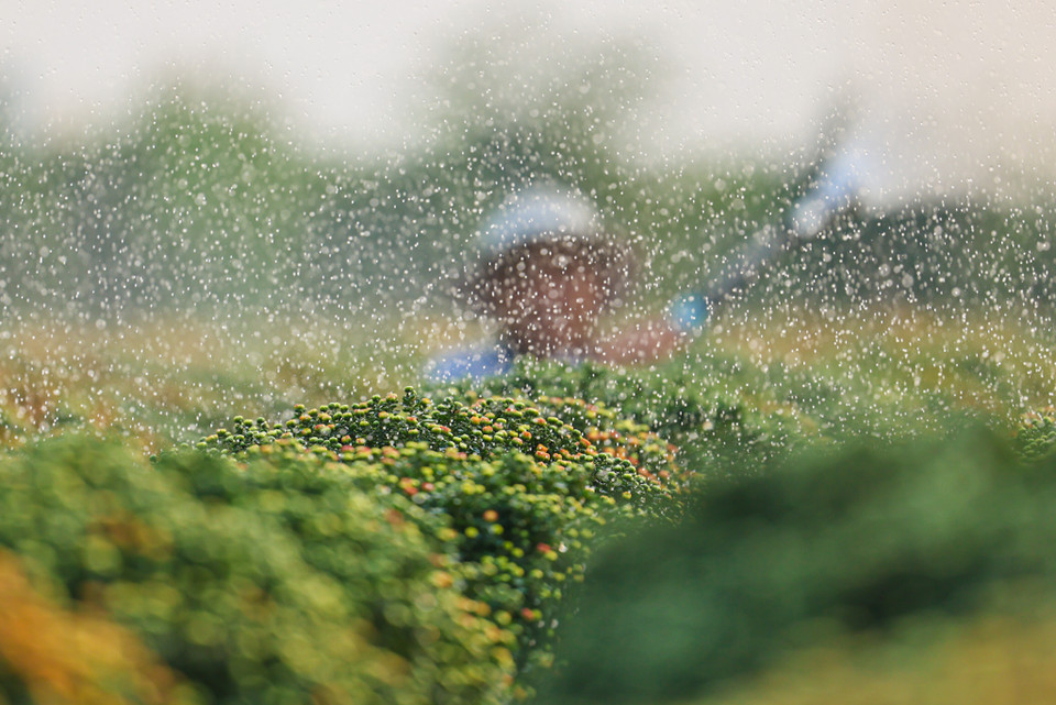 Rực rỡ sắc vàng tại thủ phủ hoa Tết ở Sa Đéc. (Nguồn: Vietnam+)