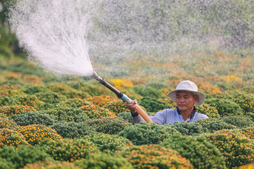 Rực rỡ sắc vàng tại thủ phủ hoa Tết ở Sa Đéc. (Nguồn: Vietnam+)