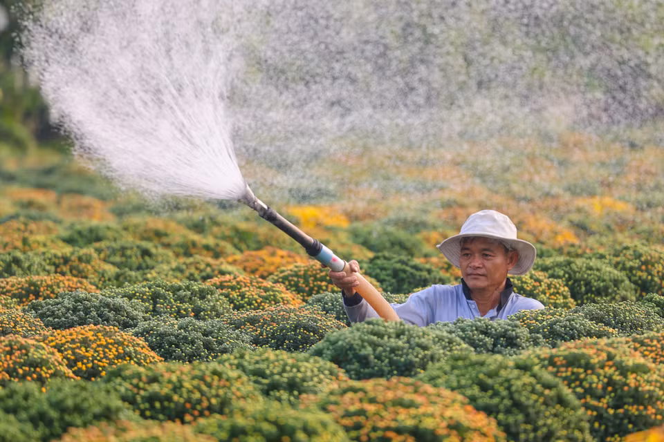 Rực rỡ sắc vàng tại thủ phủ hoa Tết ở Sa Đéc. (Nguồn: Vietnam+)