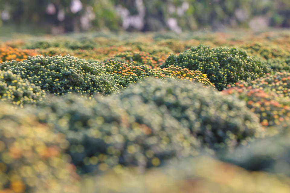 Dọc theo đường tỉnh 848 từ xã Tân Quy Đông đến xã Tân Khánh Đông có hàng nghìn hộ dân theo nghề trồng hoa kiểng. (Nguồn: Vietnam+) .