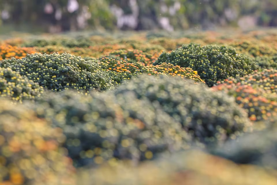 Dọc theo đường tỉnh 848 từ xã Tân Quy Đông đến xã Tân Khánh Đông có hàng nghìn hộ dân theo nghề trồng hoa kiểng. (Nguồn: Vietnam+) .