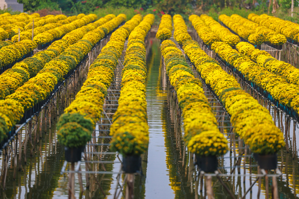 Bộ ảnh được chụp ở làng hoa Tân Khánh Đông, thành phố Sa Đéc, tỉnh Đồng Tháp. (Nguồn: Vietnam+)