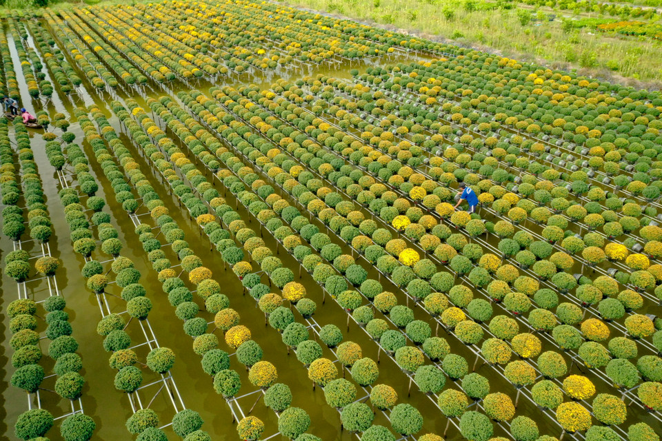 Làng hoa Tết ở Sa Đéc nhìn từ trên cao. (Nguồn: Vietnam+)