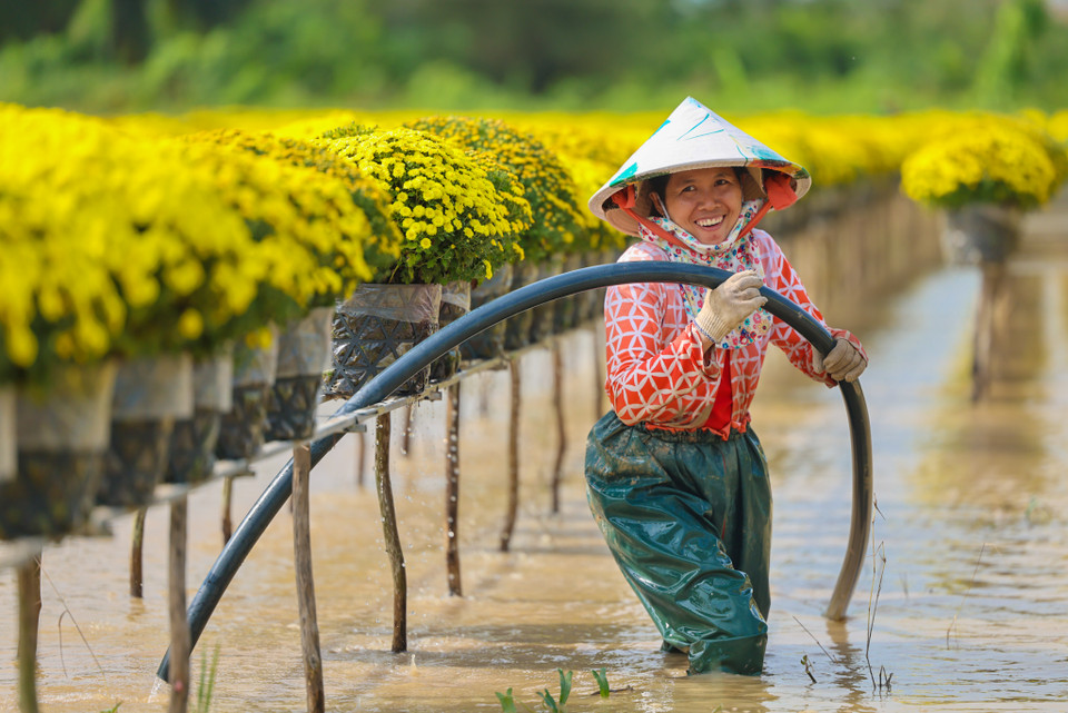 Rực rỡ sắc vàng tại thủ phủ hoa Tết ở Sa Đéc. (Nguồn: Vietnam+)