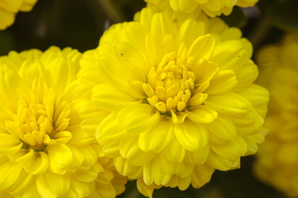 Sản phẩm chính của thị trường vẫn là hoa cúc vàng, cúc mâm xôi, đại đóa. Ngoài ra có một số loại khác nhưng số lượng ko nhiều như mào gà, hoa giấy, vạn thọ. (Nguồn: Vietnam+)