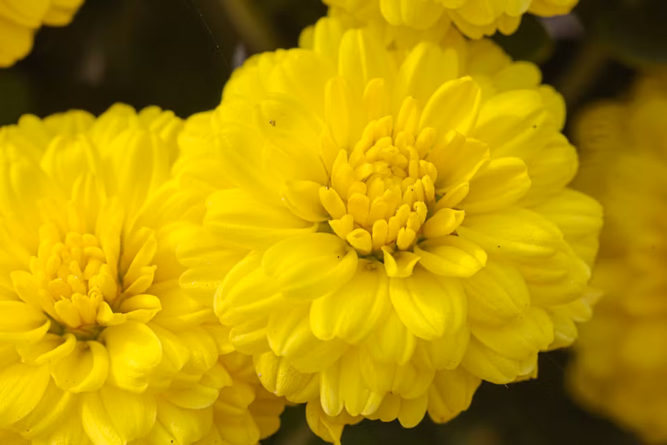 Sản phẩm chính của thị trường vẫn là hoa cúc vàng, cúc mâm xôi, đại đóa. Ngoài ra có một số loại khác nhưng số lượng ko nhiều như mào gà, hoa giấy, vạn thọ. (Nguồn: Vietnam+)