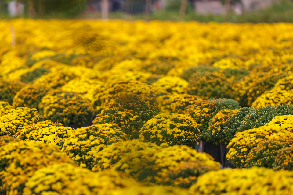 Rực rỡ sắc vàng tại thủ phủ hoa Tết ở Sa Đéc. (Nguồn: Vietnam+)