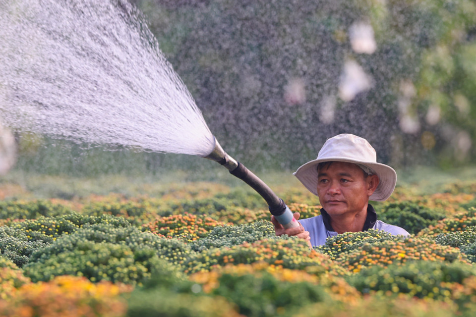 Rực rỡ sắc vàng tại thủ phủ hoa Tết ở Sa Đéc. (Nguồn: Vietnam+)