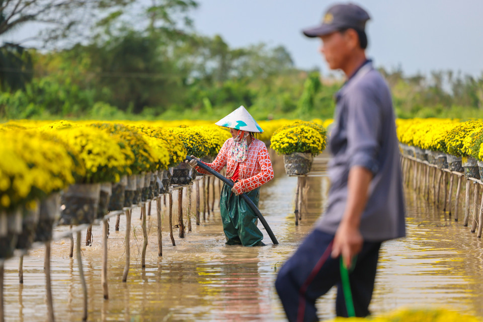 Anh Mạnh hộ dân ở Tân Khánh Đông cho biết năm nay hoa nở đúng vụ nên người dân cũng mừng, hy vọng được bán nhiều, dù có đôi chút lo lắng vì dịch bệnh. (Nguồn: Vietnam+)