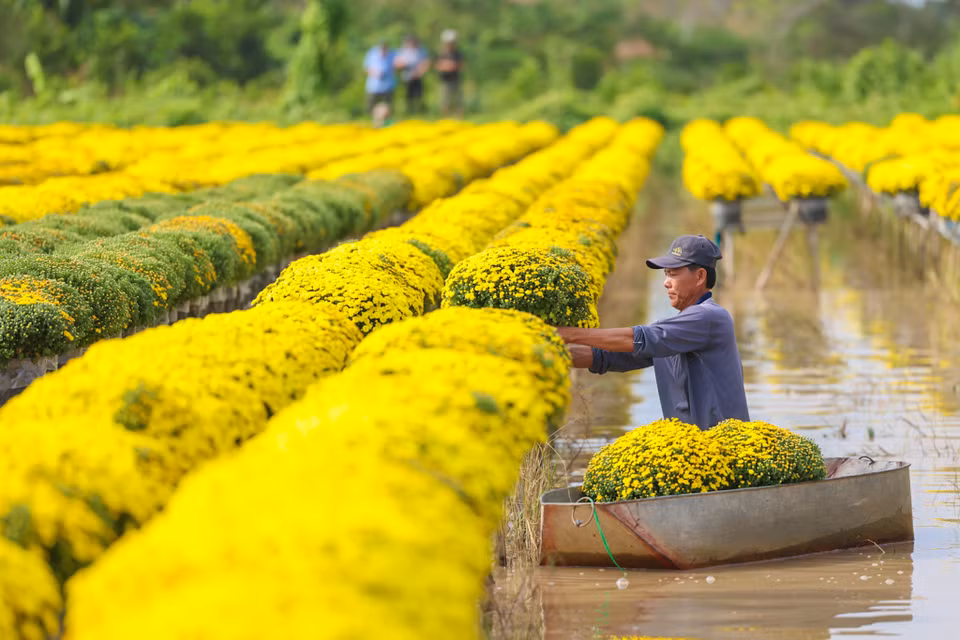Rực rỡ sắc vàng tại thủ phủ hoa Tết ở Sa Đéc. (Nguồn: Vietnam+)