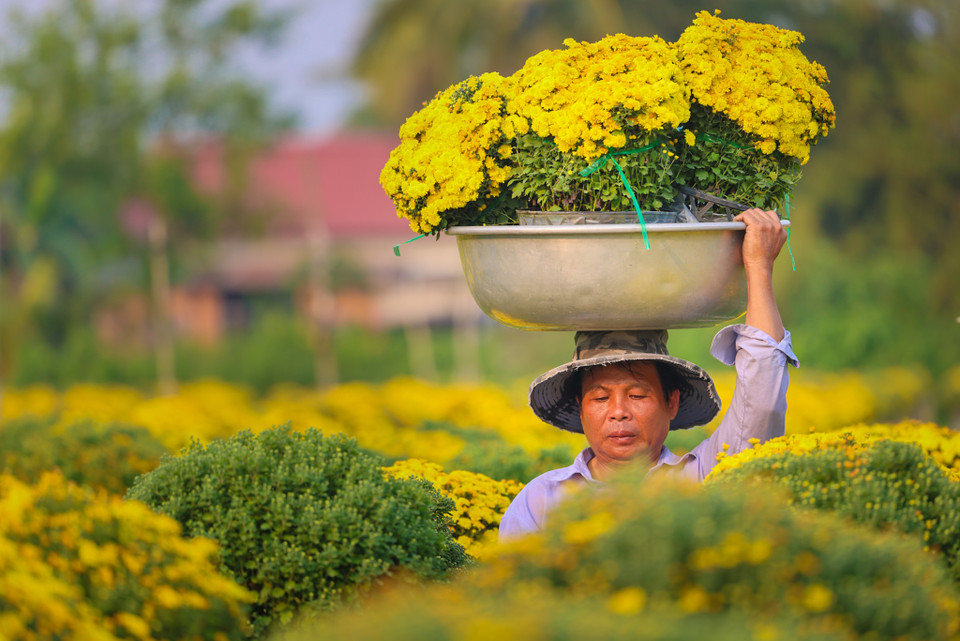 Rực rỡ sắc vàng tại thủ phủ hoa Tết ở Sa Đéc. (Nguồn: Vietnam+)