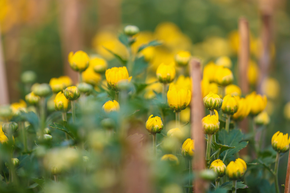 Rực rỡ sắc vàng tại thủ phủ hoa Tết ở Sa Đéc. (Nguồn: Vietnam+)